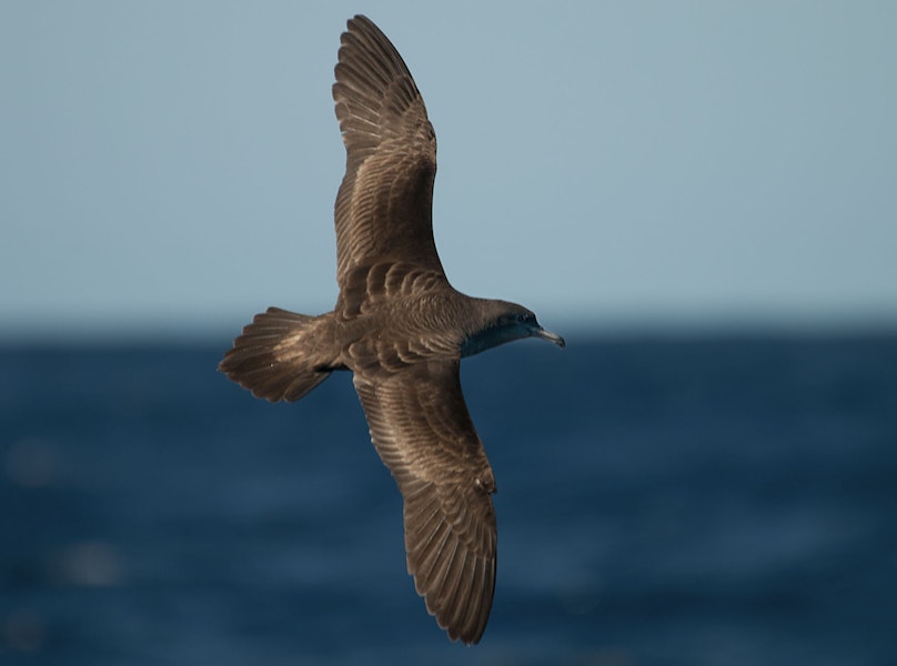 Wedge-tailed shearwater. Dorsal view of adult in flight. Off Norfolk Island, April 2012. Image © Philip Griffin by Philip Griffin.
