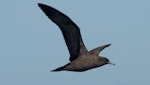 Wedge-tailed shearwater. Side view of adult in flight showing underwing. Off Norfolk Island, April 2012. Image © Philip Griffin by Philip Griffin.