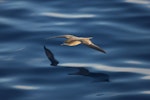 Wedge-tailed shearwater. Adult in flight. Kermadec Islands, January 2009. Image © Gareth Rapley by Gareth Rapley.