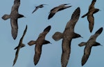Wedge-tailed shearwater. Composite image of dorsal views in flight. Off Norfolk Island, April 2012. Image © Philip Griffin by Philip Griffin.