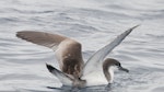 Buller's shearwater | Rako. Adult on water with raised wings. At sea off Whangaroa, March 2012. Image © Philip Griffin by Philip Griffin.