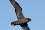 Flesh-footed shearwater | Toanui. Adult in flight showing underwing. Off Whitianga, March 2012. Image © Philip Griffin by Philip Griffin.