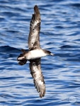 Pink-footed shearwater. Adult in flight. Tutukaka Pelagic out past Poor Knights Islands, July 2021. Image © Scott Brooks, www.thepetrelstation.nz by Scott Brooks.