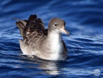Pink-footed shearwater. Adult sitting on water. Tutukaka Pelagic out past Poor Knights Islands, July 2021. Image © Scott Brooks, www.thepetrelstation.nz by Scott Brooks.