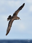 Pink-footed shearwater. Adult in flight. Tutukaka Pelagic out past Poor Knights Islands, July 2021. Image © Scott Brooks, www.thepetrelstation.nz by Scott Brooks.