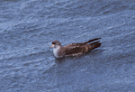 Pink-footed shearwater. Adult on water. Off Kaikoura, December 2001. Image © Alan Tennyson by Alan Tennyson.
