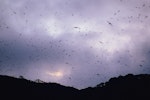 Sooty shearwater | Tītī. Adults arriving en masse at the colony at dusk. Snares Islands, November 1986. Image © Alan Tennyson by Alan Tennyson.