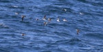 Manx shearwater. Flock in flight. Outer Hebrides, Scotland, June 2018. Image © John Fennell by John Fennell.