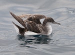 Fluttering shearwater | Pakahā. Adult on water with wings raised. Hauraki Gulf, January 2012. Image © Philip Griffin by Philip Griffin.
