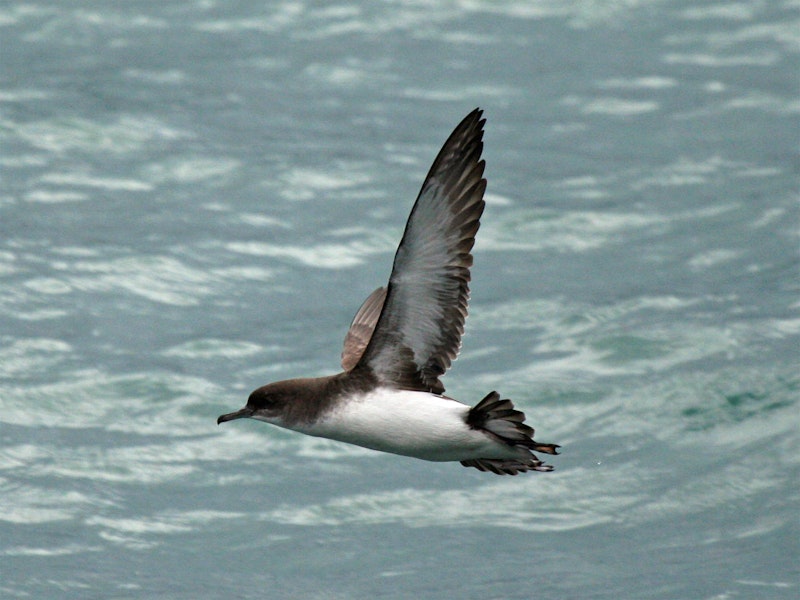 Pakaha Fluttering shearwater | Pakahā | New Zealand Birds Online