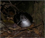 Fluttering shearwater | Pakahā. Adult showing webbing. Taranga / Hen Island, December 2010. Image © Colin Miskelly by Colin Miskelly.