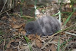 Fluttering shearwater | Pakahā. Chick. Mana Island, November 2012. Image © Colin Miskelly by Colin Miskelly.