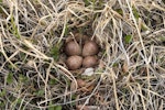 Red-necked stint. Nest with four eggs. Putorana Plateau, North-Central Siberia, July 2010. Image © Sergey Golubev by Sergey Golubev.