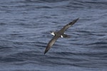 Subantarctic little shearwater. In flight. At sea off Dunedin, October 2022. Image © Oscar Thomas by Oscar Thomas.