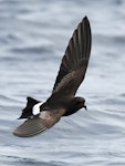Wilson's storm petrel. Adult in flight. Tutukaka Pelagic out past Poor Knights Islands, October 2021. Image © Scott Brooks, www.thepetrelstation.nz by Scott Brooks.