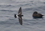 Wilson's storm petrel. Dorsal view of adult in flight. At sea off Whangaroa Harbour, March 2012. Image © Philip Griffin by Philip Griffin.