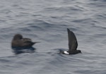 Wilson's storm petrel. Adult in flight showing underwing. At sea off Whangaroa, March 2012. Image © Philip Griffin by Philip Griffin.