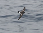 Wilson's storm petrel. Dorsal view of adult in flight. At sea off Whangaroa, March 2012. Image © Philip Griffin by Philip Griffin.