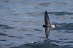 Grey-backed storm petrel | Reoreo. In flight. Foveaux Strait, December 2022. Image © Oscar Thomas by Oscar Thomas.