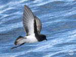 Grey-backed storm petrel | Reoreo. Adult in flight, ventral. Tutukaka Pelagic out past Poor Knights Islands, July 2021. Image © Scott Brooks, www.thepetrelstation.nz by Scott Brooks.