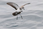 White-faced storm petrel | Takahikare. Ventral view of adult on the wing. Hauraki Gulf, January 2012. Image © Philip Griffin by Philip Griffin.