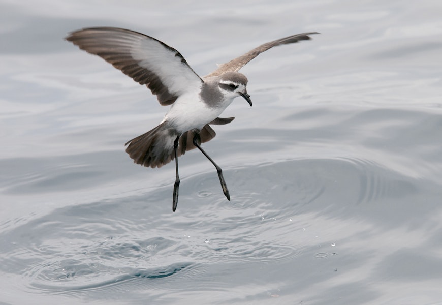 White-faced storm petrel | Takahikare. Ventral view of adult on the wing. Hauraki Gulf, January 2012. Image © Philip Griffin by Philip Griffin.