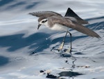 White-faced storm petrel | Takahikare. Adult 'walking' on water while foraging. Hauraki Gulf, January 2012. Image © Philip Griffin by Philip Griffin.