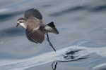 White-faced storm petrel | Takahikare. Dorsal view of adult 'walking' on water. Hauraki Gulf, January 2012. Image © Philip Griffin by Philip Griffin.