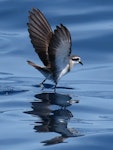 White-faced storm petrel | Takahikare. Adult. Tutukaka Pelagic out past Poor Knights Islands, January 2020. Image © Scott Brooks (ourspot) by Scott Brooks.