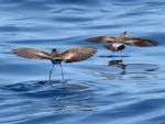 White-faced storm petrel | Takahikare. Two adults. Tutukaka Pelagic out past Poor Knights Islands, January 2020. Image © Scott Brooks (ourspot) by Scott Brooks.
