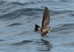 White-faced storm petrel | Takahikare. Adult in flight. Hauraki Gulf, January 2012. Image © Philip Griffin by Philip Griffin.