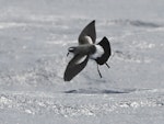 Kermadec storm petrel. Juvenile in flight. Kermadec Islands, April 2021. Image © Scott Brooks, www.thepetrelstation.nz by Scott Brooks.
