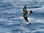 Kermadec storm petrel. Juvenile in flight. Kermadec Islands, April 2021. Image © Scott Brooks, www.thepetrelstation.nz by Scott Brooks.