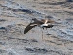 Kermadec storm petrel. Juvenile. Kermadec Islands, April 2021. Image © Scott Brooks, www.thepetrelstation.nz by Scott Brooks.