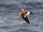 Kermadec storm petrel. Juvenile in flight. Kermadec Islands, April 2021. Image © Scott Brooks, www.thepetrelstation.nz by Scott Brooks.