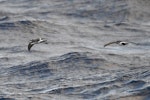 Kermadec storm petrel. Kermadec storm petrel (left) with white-bellied storm petrel. Kermadec Islands, April 2021. Image © Scott Brooks (ourspot) by Scott Brooks.