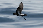 New Zealand storm petrel | Takahikare-raro. Adult in flight. Outer Hauraki Gulf, January 2012. Image © Philip Griffin by Philip Griffin.