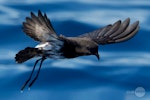 New Zealand storm petrel | Takahikare-raro. Adult in flight. Tutukaka Pelagic out past Poor Knights Islands, January 2021. Image © Scott Brooks, www.thepetrelstation.nz by Scott Brooks.