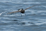 New Zealand storm petrel | Takahikare-raro. Front view in flight. Outer Hauraki Gulf, January 2012. Image © Philip Griffin by Philip Griffin.