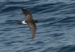 New Zealand storm petrel | Takahikare-raro. Dorsal view of adult in flight. Outer Hauraki Gulf, January 2012. Image © Philip Griffin by Philip Griffin.