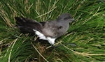 Black-bellied storm petrel | Takahikare-rangi. Adult. Disappointment Island, Auckland Islands, January 2018. Image © Colin Miskelly by Colin Miskelly.