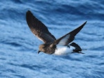 White-bellied storm petrel. Adult in flight. Kermadec Islands, March 2021. Image © Scott Brooks (ourspot) by Scott Brooks.