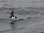 White-bellied storm petrel. Adult with foot out skidding across water. Kermadec Islands, March 2021. Image © Scott Brooks (ourspot) by Scott Brooks.