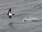 White-bellied storm petrel. Adult in flight. Kermadec Islands, March 2021. Image © Scott Brooks (ourspot) by Scott Brooks.