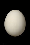 Whenua Hou diving petrel | Kuaka Whenua Hou. Egg 38.5 x 30.9 mm (NMNZ OR.021120, collected by Peter Harper). Codfish Island, November 1978. Image © Te Papa by Jean-Claude Stahl.