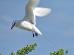 Red-tailed tropicbird | Amokura. Adult coming to land. Cook Islands, August 2006. Image © John Flux by John Flux.