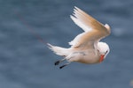 Red-tailed tropicbird | Amokura. Adult bird flying backwards as part of courtship ritual. Phillip Island, Norfolk Island, January 2017. Image © Imogen Warren by Imogen Warren.