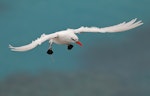 Red-tailed tropicbird | Amokura. Adult in flight. Lord Howe Island, April 2019. Image © Glenn Pure 2019 birdlifephotography.org.au by Glenn Pure.