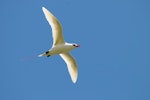 Red-tailed tropicbird | Amokura. Ventral view of adult in flight. Hawai`i - Island of Kaua`i, July 2012. Image © Jim Denny by Jim Denny.