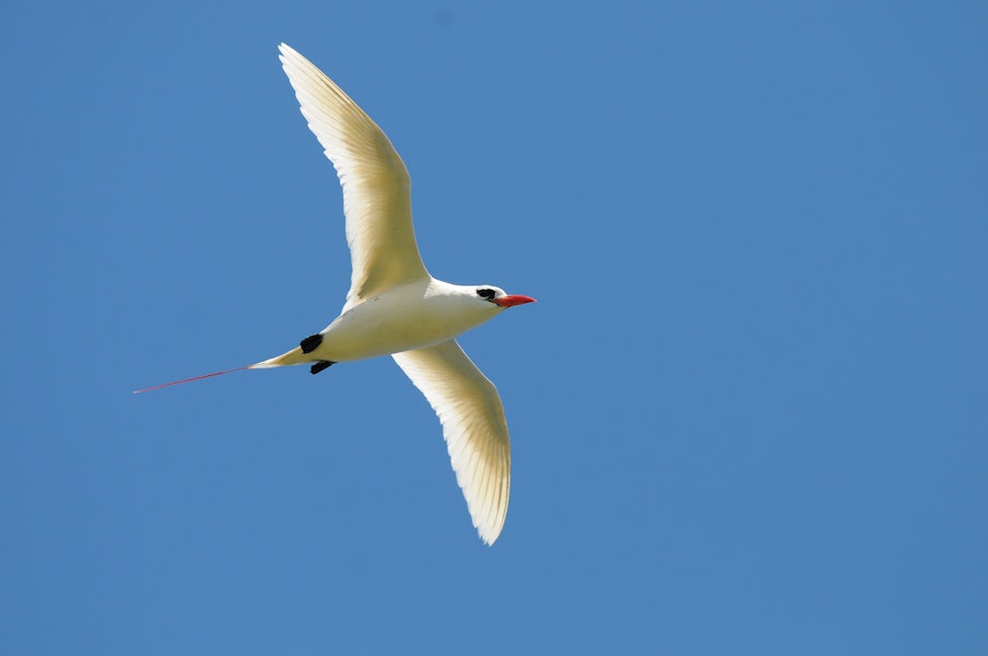 Red-tailed tropicbird | Amokura. Ventral view of adult in flight. Hawai`i - Island of Kaua`i, July 2012. Image © Jim Denny by Jim Denny.